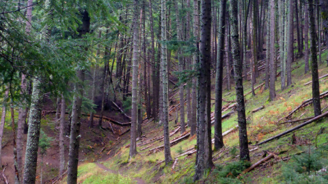 Hiking Fir forest of Valtesiniko Menalon Trail