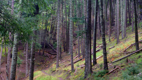 menalon-trail-hiking-πεζοπορια-greece-βαλτεσινικο (1)