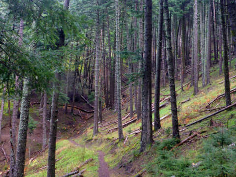 menalon-trail-hiking-πεζοπορια-greece-βαλτεσινικο (1)