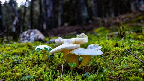 παζοπορια-ζηρεια-φλαμπουριτσα-hiking-ziria-flampouritsa-greece (5)