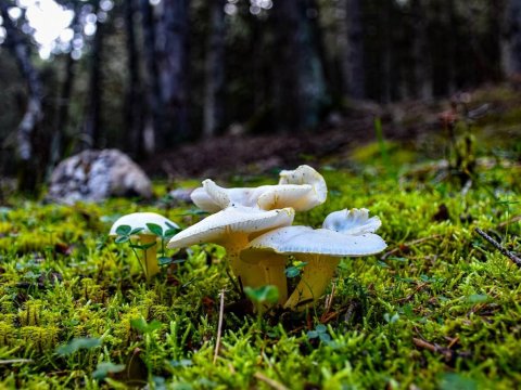 παζοπορια-ζηρεια-φλαμπουριτσα-hiking-ziria-flampouritsa-greece (5)