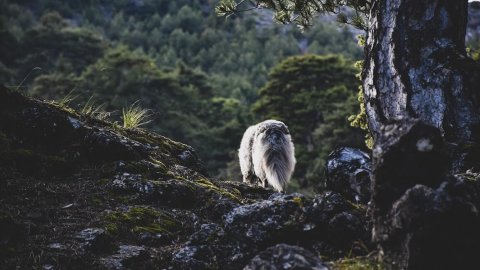 παζοπορια-ζηρεια-φλαμπουριτσα-hiking-ziria-flampouritsa-greece (3)