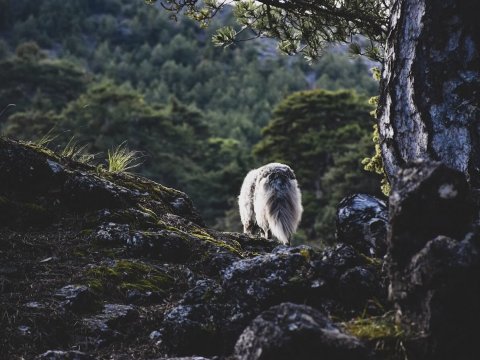 παζοπορια-ζηρεια-φλαμπουριτσα-hiking-ziria-flampouritsa-greece (3)