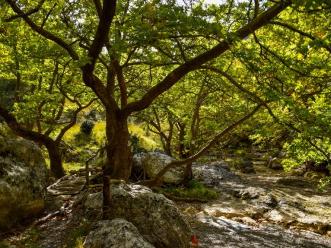 hiking-mainalo-elati-vytina-greece-πεζοπορια-μαιναλο-ελατη-βυτινα (1)