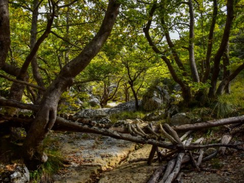 hiking-mainalo-elati-vytina-greece-πεζοπορια-μαιναλο-ελατη-βυτινα (8)