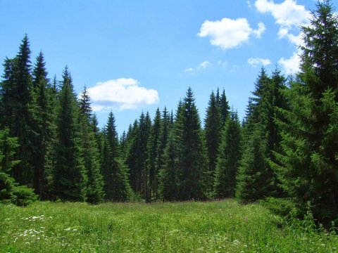 πεζοπορια-δασος-ελατιασ-δραμα-4χ4-hiking-elatia-forest-greece (6)