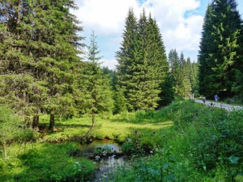 πεζοπορια-δασος-ελατιασ-δραμα-4χ4-hiking-elatia-forest-greece (3)