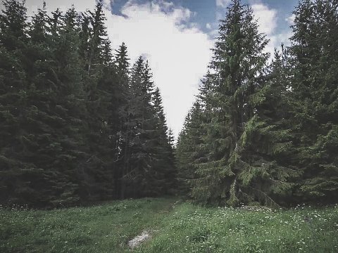 πεζοπορια-δασος-ελατιασ-δραμα-4χ4-hiking-elatia-forest-greece (2)