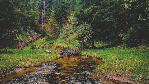 4χ4 Jeep Safari στο Δάσος Ελατιάς, Δράμα