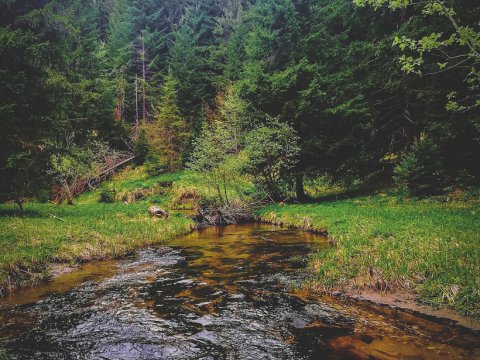 πεζοπορια-δασος-ελατιασ-δραμα-4χ4-hiking-elatia-forest-greece (1)