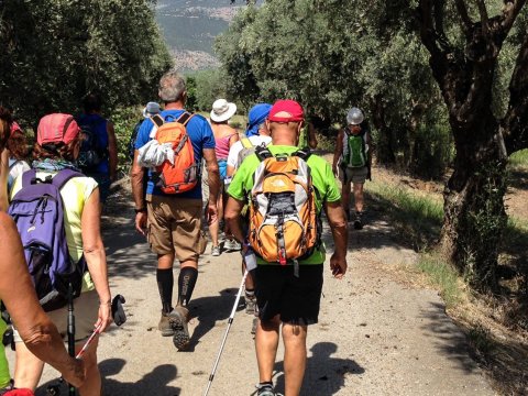 hiking-tour-delphi-ancient-olive-grove-greece (6)