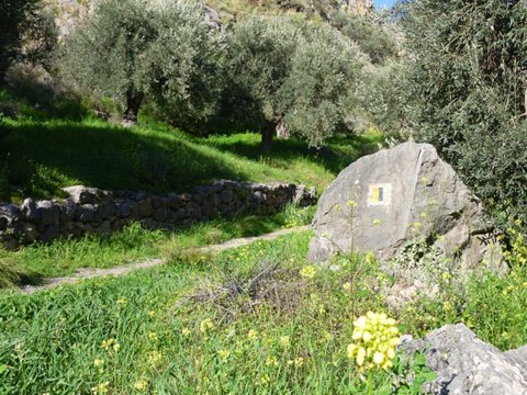 hiking-tour-delphi-ancient-olive-grove-greece (4)