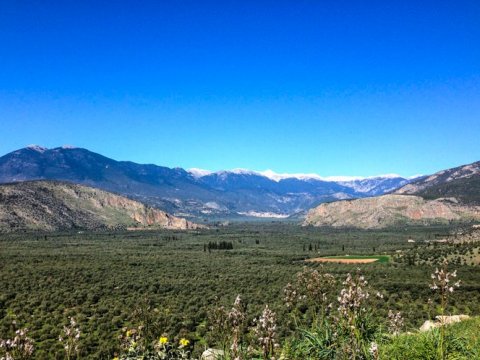 hiking-tour-delphi-ancient-olive-grove-greece (8)