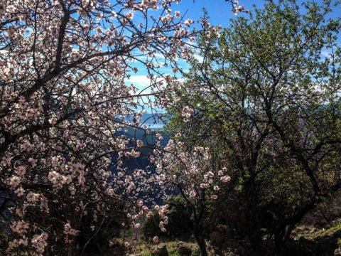 hiking-tour-delphi-ancient-olive-grove-greece (2)