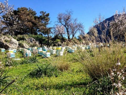 hiking-tour-delphi-ancient-olive-grove-greece (1)