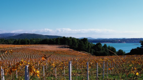 marathon-athens-winery-tasting-greece-tour (2)