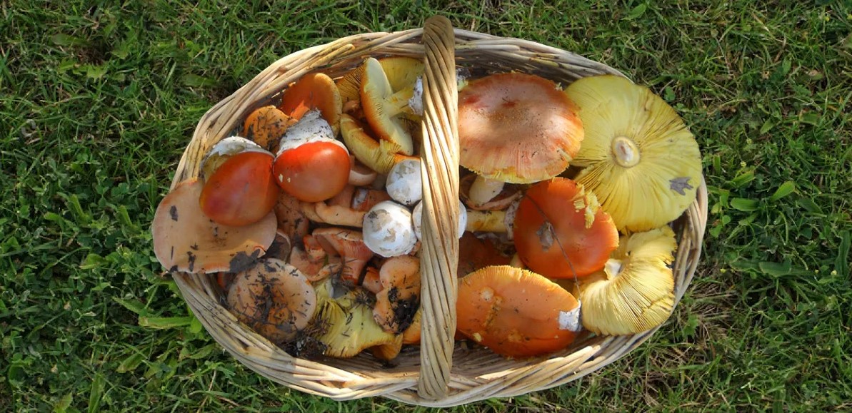 Mushroom Excursion in Pavliani, Fthiotida