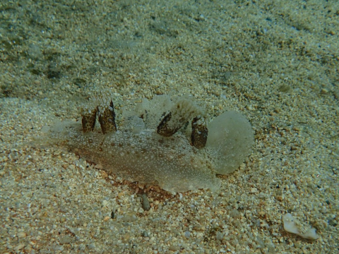 snorkeling-toroni-halkidiki-greece (1)