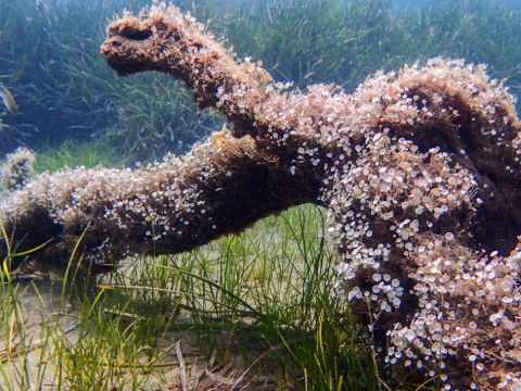 snorkeling-toroni-halkidiki-greece (3)