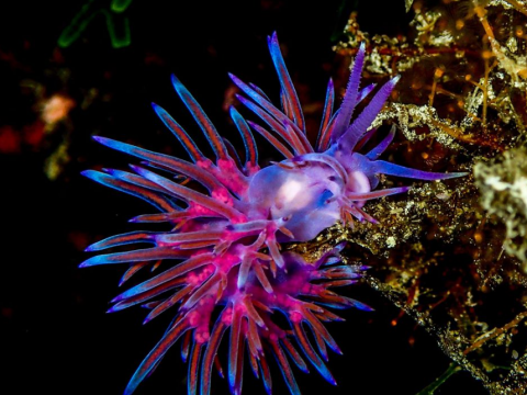 discover-scuba-diving-toroni-halkida-greece (2)