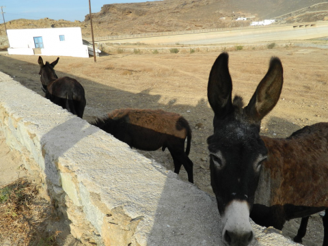 jeep-safari-mykonos-4x4-off-road-greece (4)