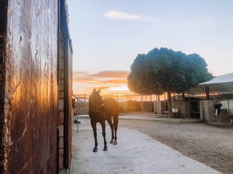 horse-riding-chania-creta-greece-ιππασια-αλογα-βολτα (4)