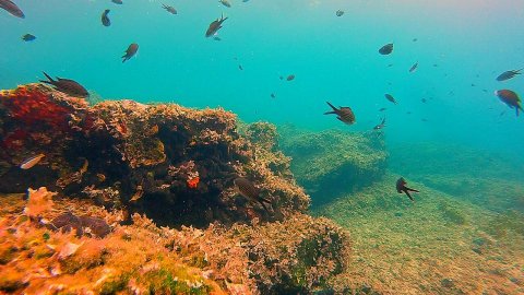 Discover Scuba Diving Paliouri Halkidiki