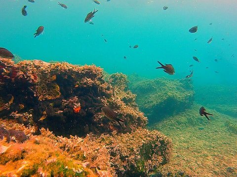 scuba-diving-halkidiki-paliouri-greece-καταδυσεις (3)