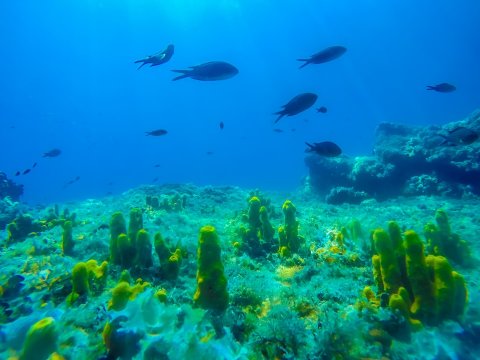 scuba-diving-halkidiki-paliouri-greece-καταδυσεις (5)