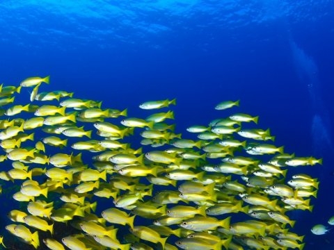 scuba-diving-halkidiki-paliouri-greece-καταδυσεις (6)