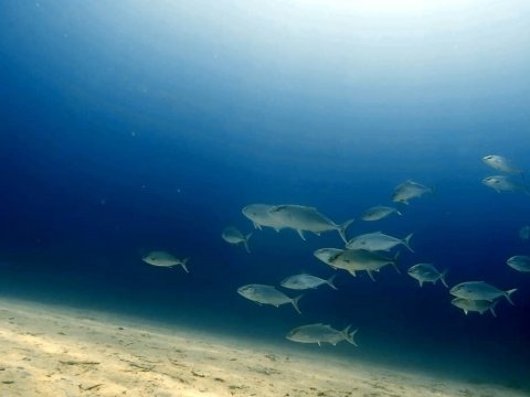 scuba-diving-kassandra-halkidiki-greece (3)