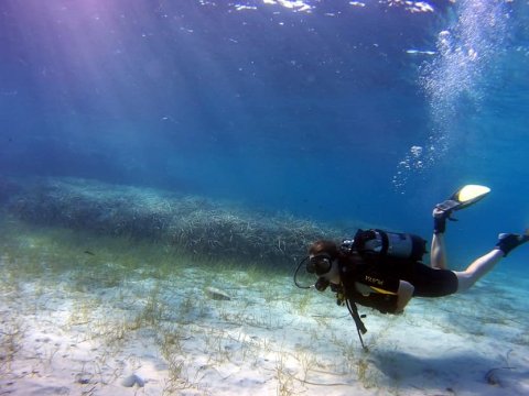 scuba-diving-kassandra-halkidiki-greece (8)